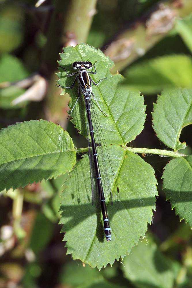 Libellula da ID